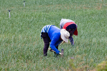 Peasant women working on a green onion field at the Boyaca Department in Colombia