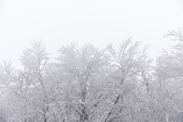 Forest covered with snow