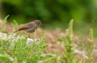 Black redstart, Phoenicurus ochruros. The bird stands on a stone