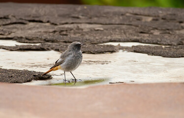 Black redstart, Phoenicurus ochruros. A male bird stands near a small puddle of water on the old roof of the house