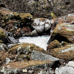stream in the forest