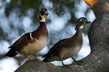 Wood Ducks