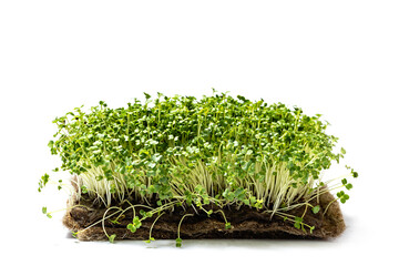 Microgreens isolated on white. micro green for sale. Vitamins from nature. Fresh eco farming greens young sprouts of broccoli. Seed Germination. Vegan and healthy eating concept. Windowsill garden.