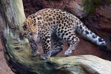 Leopard
