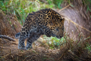Leopard