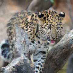 Naklejka premium Leopard