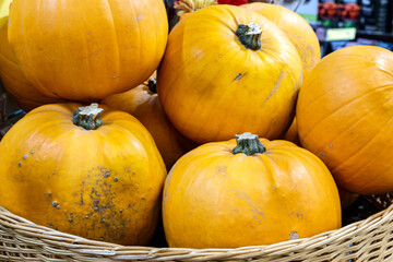 Harvest from yellow gourds on the ground.