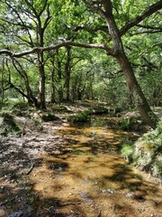 Shallow River in the Middle of the Woods