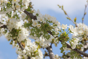 Cherry branch with white flowers. Blossom sakura in garden. Nature backdrop. Spring flowers. Springtime.