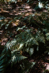 fern in the woods