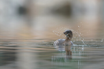 Pied-billed Grebe
