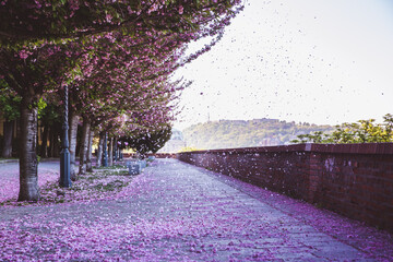 Alley of blossoming plum trees with fallen petals in Buda Castle in Budapest, Hungary
