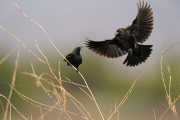 Red-winged blackbird
