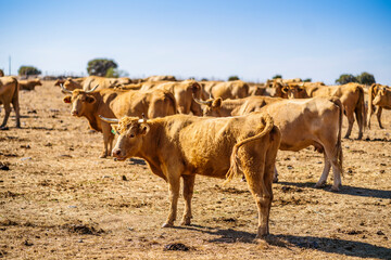 Herd of cattle on the farm in Alentejo, Portugal