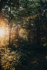 Sun rays shining through the heavily wooded forest during a summer morning hike in the Midwest. 