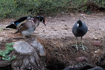 Wood ducks telling a Coot to get lost. Santee Lakes California.