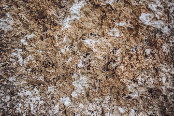 The texture of sandstone in the wild with the remains of shells
