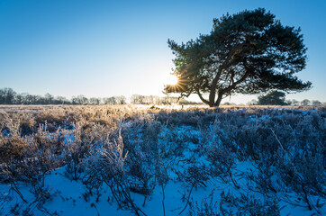 The sun rising over the snow covered heath on a clear, winters morning.