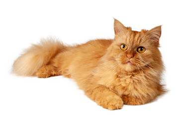 red cat on white background