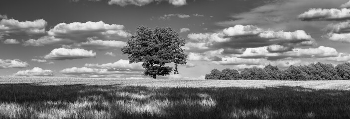 Panoramafoto mit Baum und Horizont