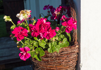 Close up purple red geranium flowers in brown wicker basket, flower pot hanging on white wall, copy space, selective focus