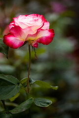 Close up of a rose with white petals faded to red and green blurry background