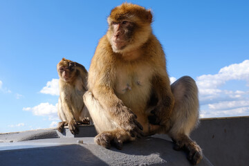 Affen  von Gibraltar