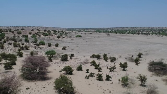 White desert sand and green trees on the shores of Lake Turkana.