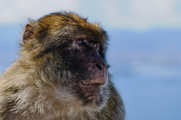Affen  von Gibraltar momky