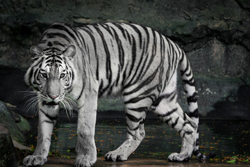 The white tiger is looking for food in the forest.