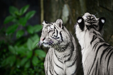 Two white tigers are looking for food in the forest.