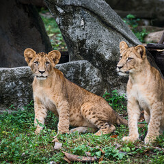 Two Lion cubs stand looking at interesting things.
