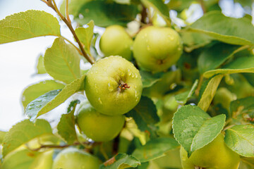 Perfect green apples growing on tree in organic apple orchard. Autumn fall view on country style garden. Healthy food vegan vegetarian baby dieting concept. Local garden produce clean food.