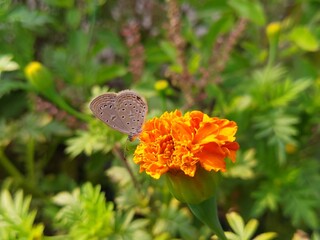 butterfly on flower