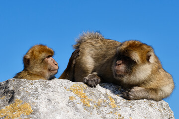 Affen  von Gibraltar