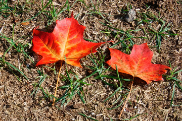 red maple leaves on ground