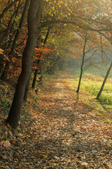 Autumn in the forest in Mnikowska valley, Polish Jura, Poland