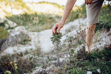 A man touches a wild plant with his fingers on a walk in the mountains. Close-up