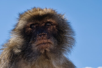 Affen  von Gibraltar monky