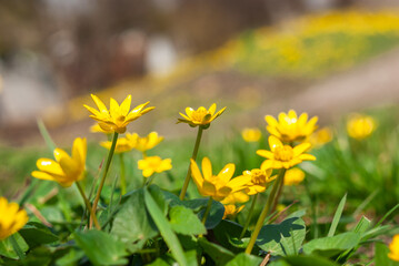 Blooming yellow crocus flowers in the spring forest. First spring flowers close-up. Nature background.
