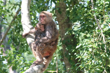 Mother and son monkey  in a tree