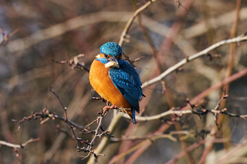 Common kingfisher (Alcedo atthis)