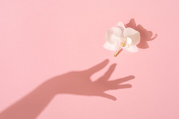 Shadow of female hand takes a white Orchid flower on pink background. Femininity concept. Womens, Mothers Day. Flat lay.