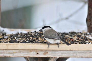 Marsh titmouse sitting on a feeder rack with sunflower seeds for feeding in frozen winter