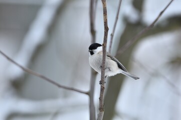 Marsh titmouse sitting on the branch in snowy winter garden
