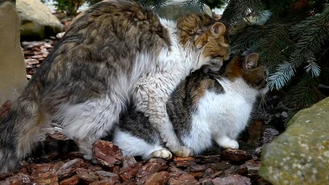 Mating cats outdoor