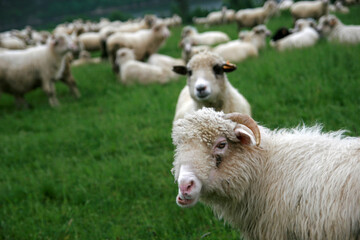Lambs in Pieniny Mountains, Poland