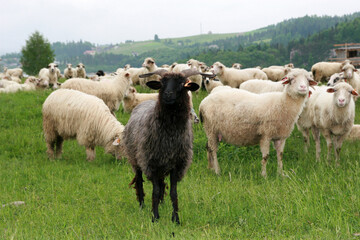 Lambs in Pieniny Mountains, Poland