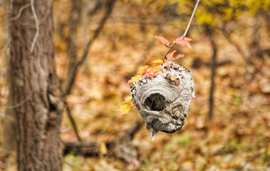 Hornets Nest in Autumn Woods
