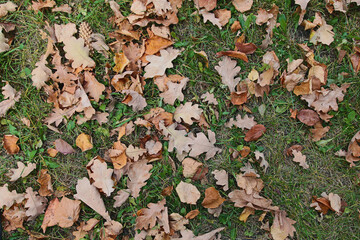 autumn yellow leaves on grass